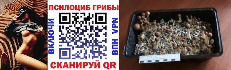 Псилоцибиновые грибы мицелий  блэк спрут tor  Сясьстрой  где купить наркоту 